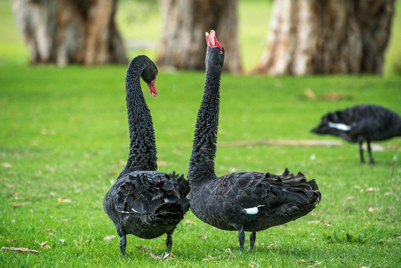 black swan swan goose free photo