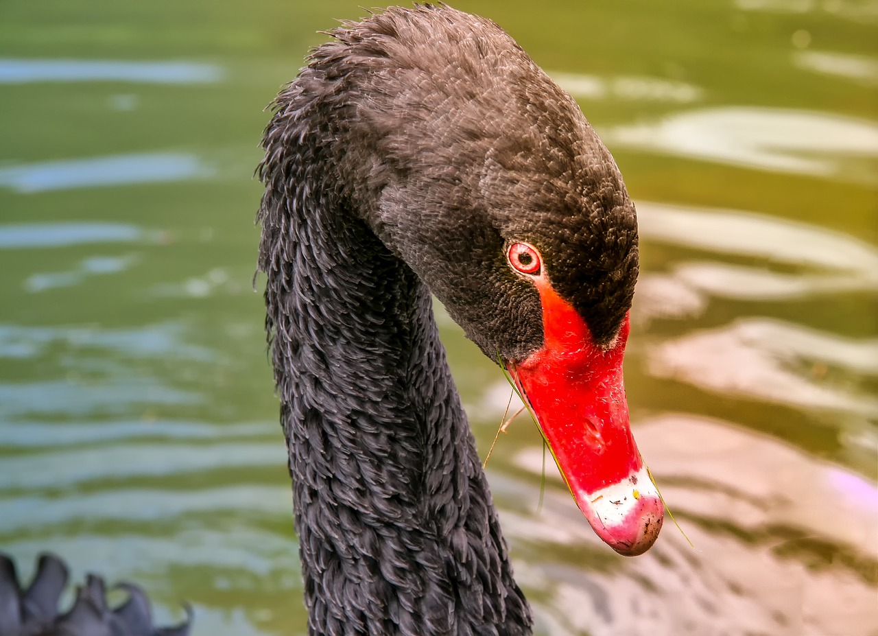 black swan  animal  bird free photo