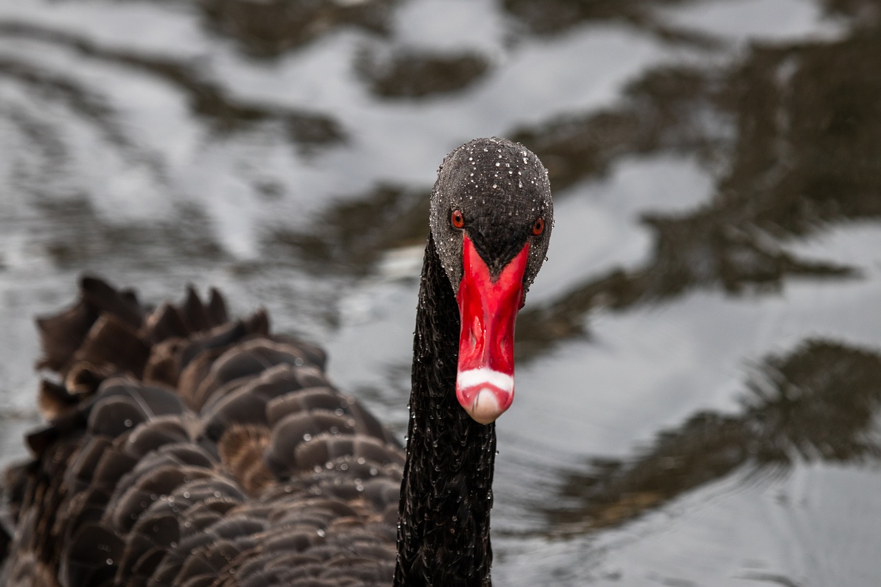 black swan  swan  wild free photo