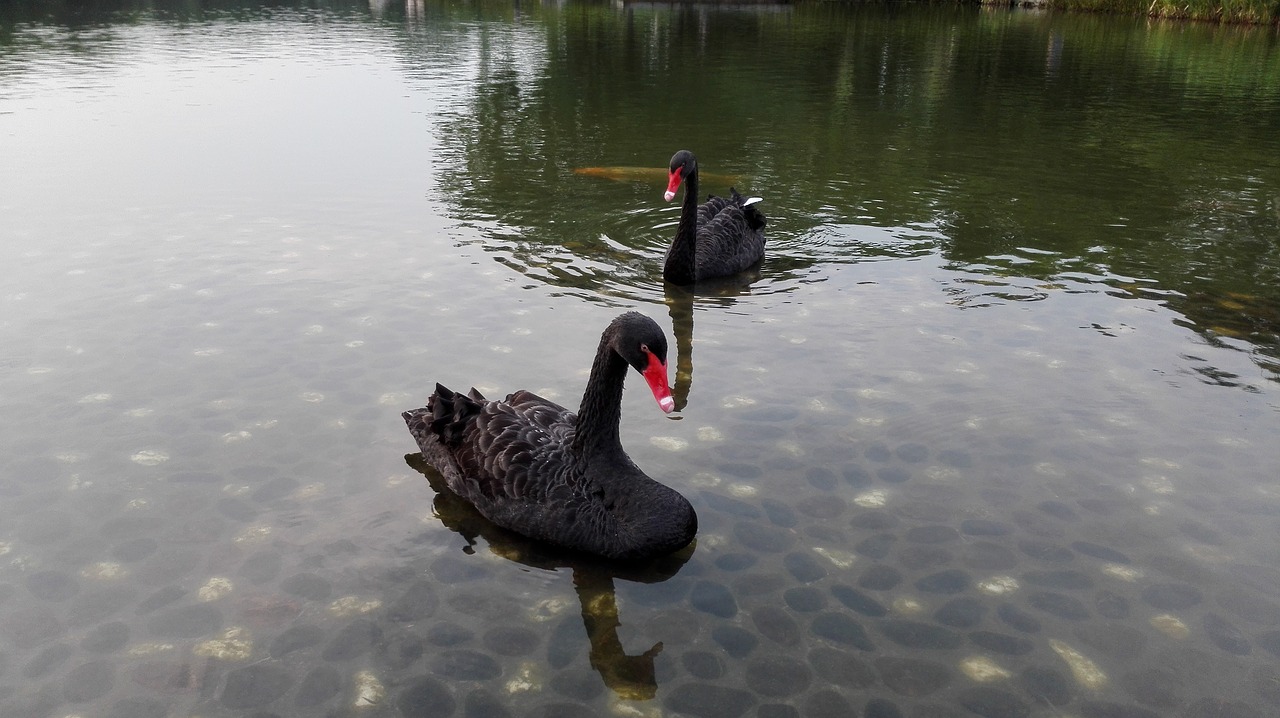 black swan  birds  animal free photo