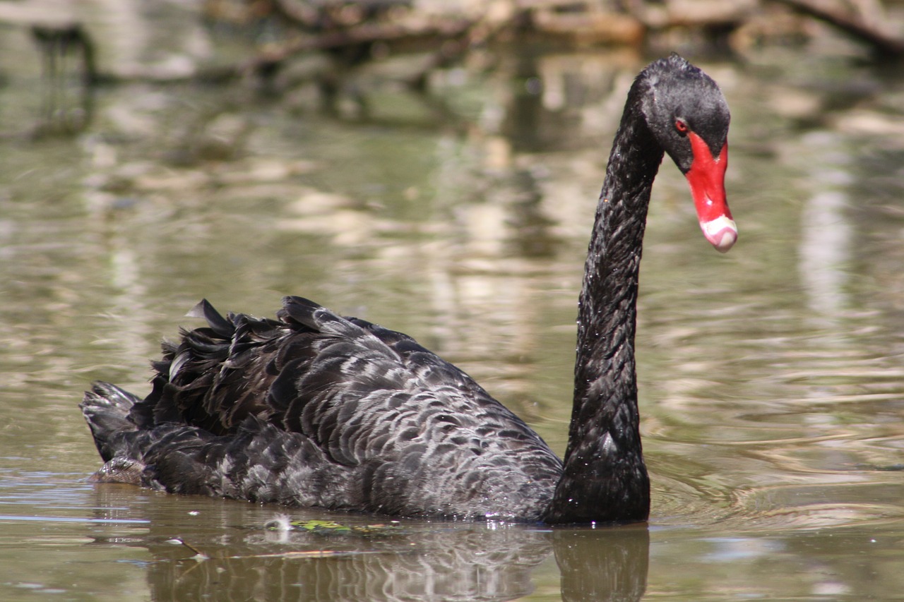 black swan  red beak  swim free photo