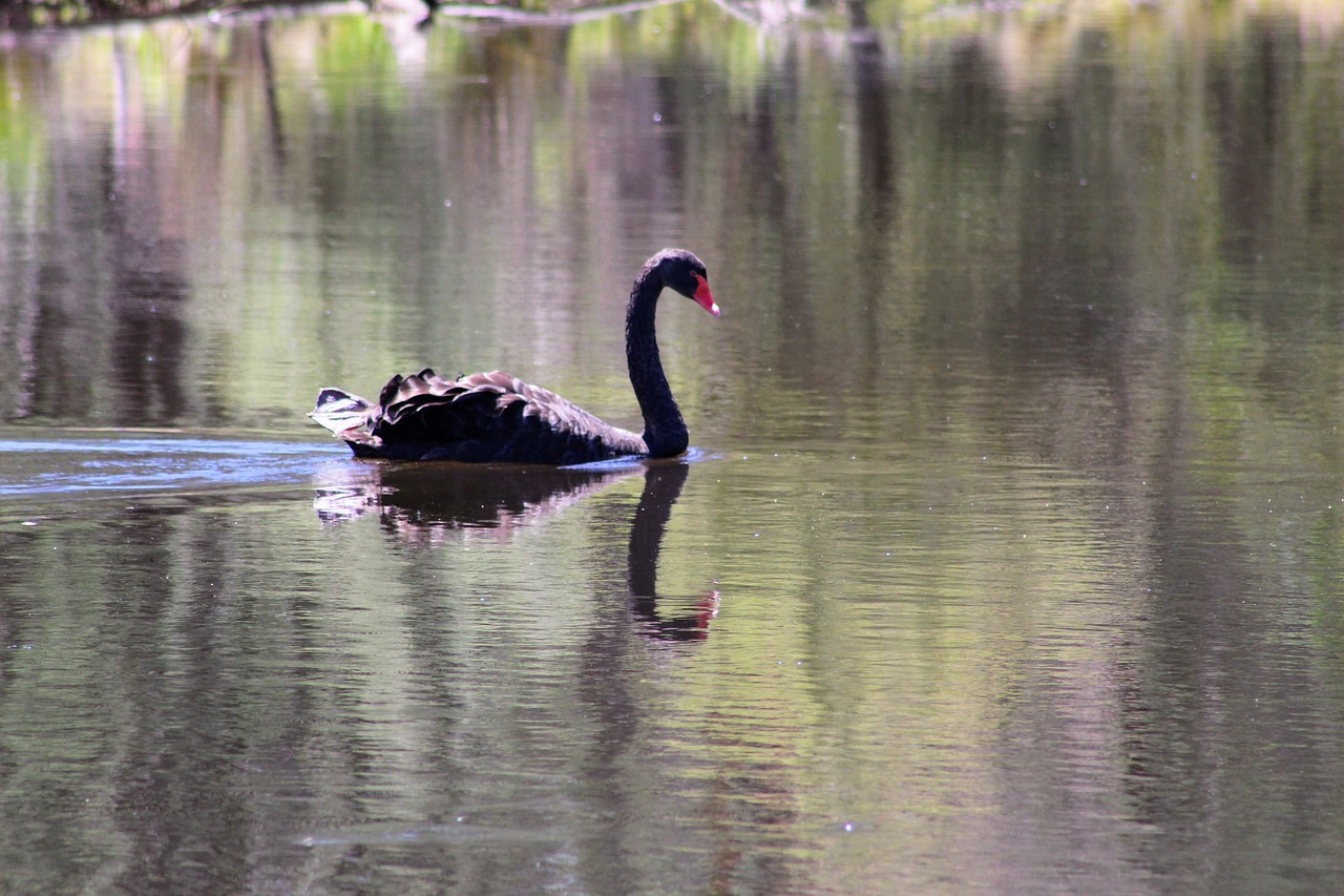 black swan  bird  australia free photo