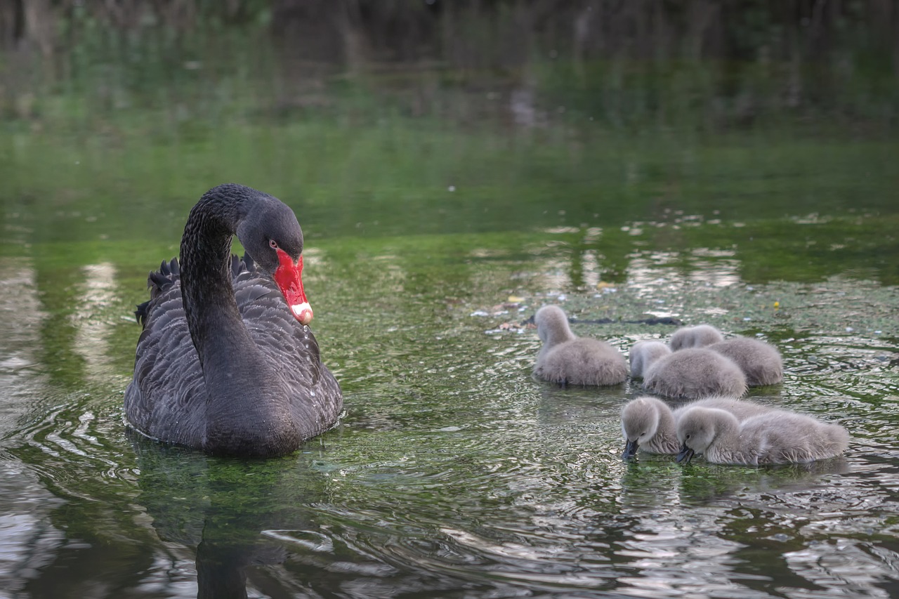 black swan  river  swan free photo
