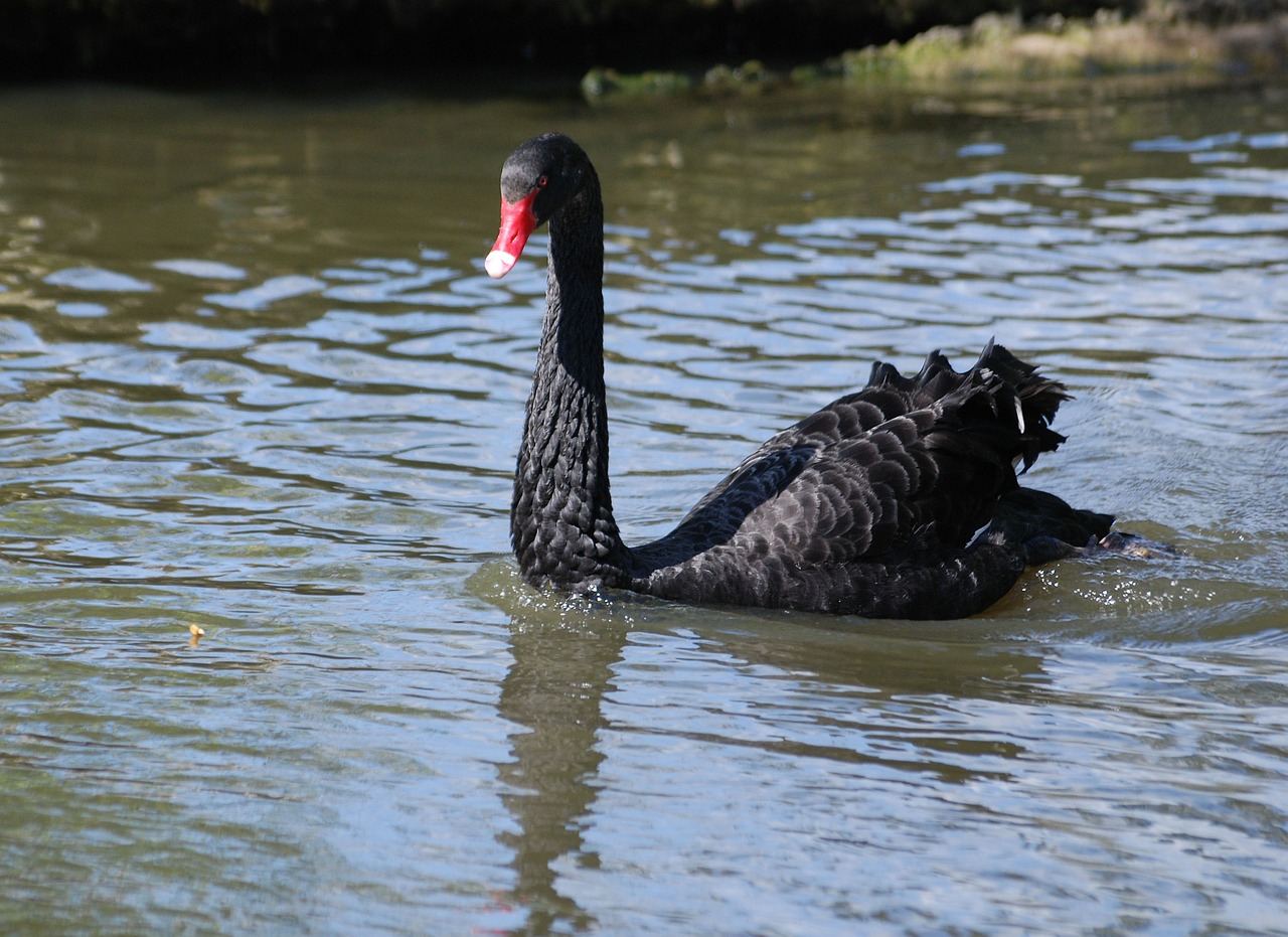 black swan cygnus atratus waterbird free photo