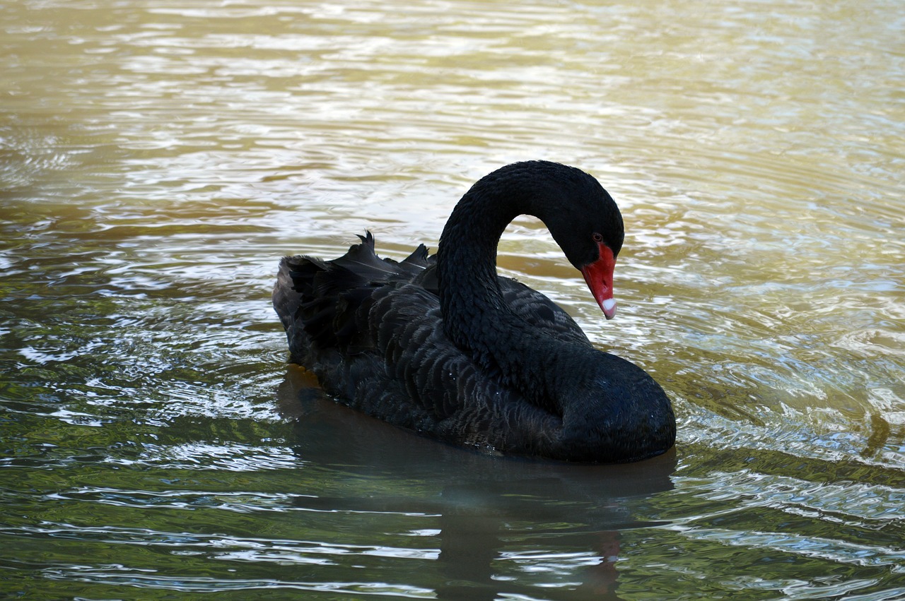 black swan  swan  nature free photo