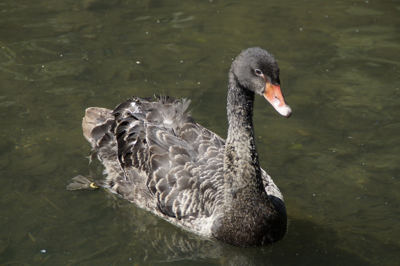 black swan swan swim free photo