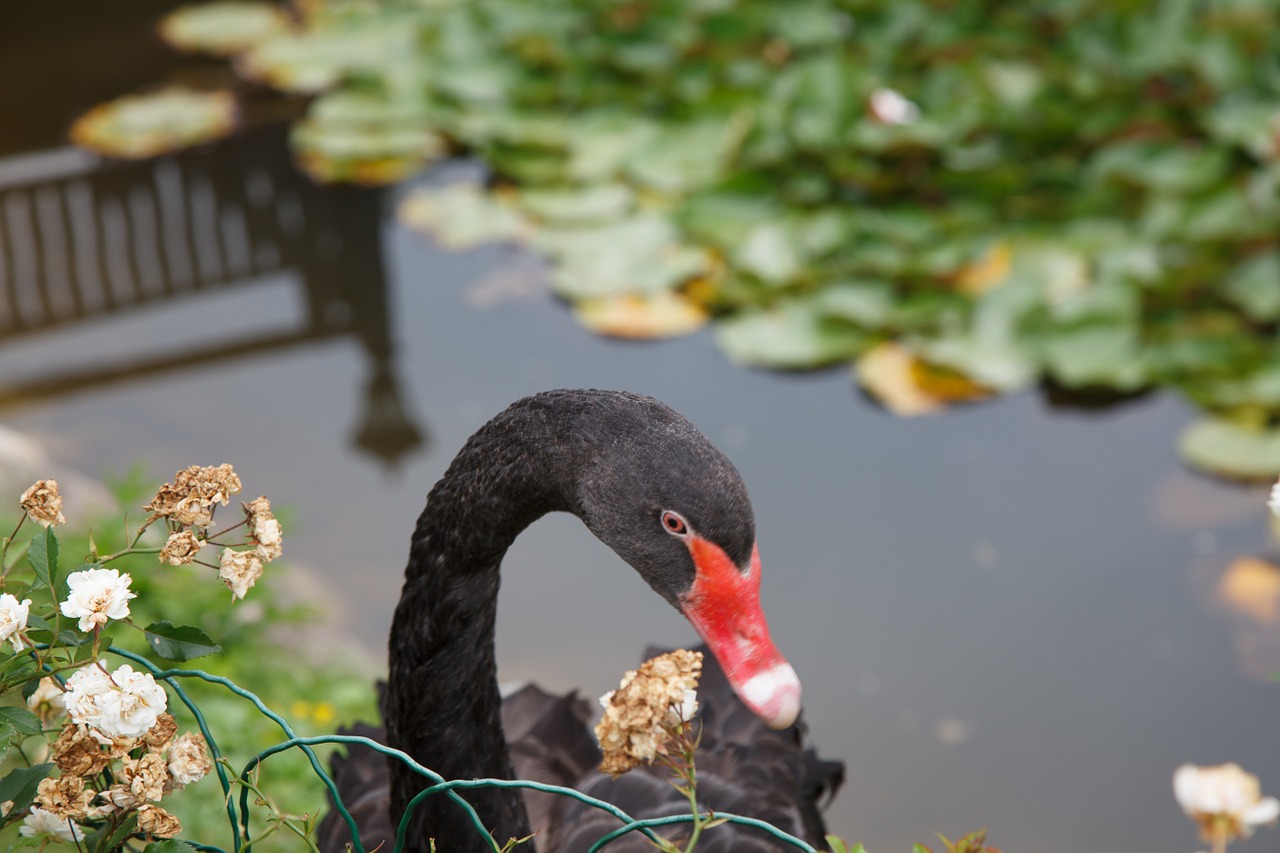 black swan swan animals free photo