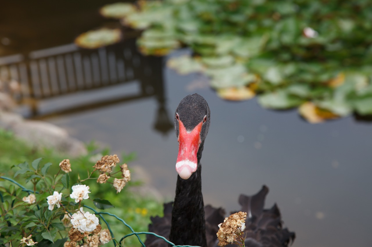 black swan swan animals free photo