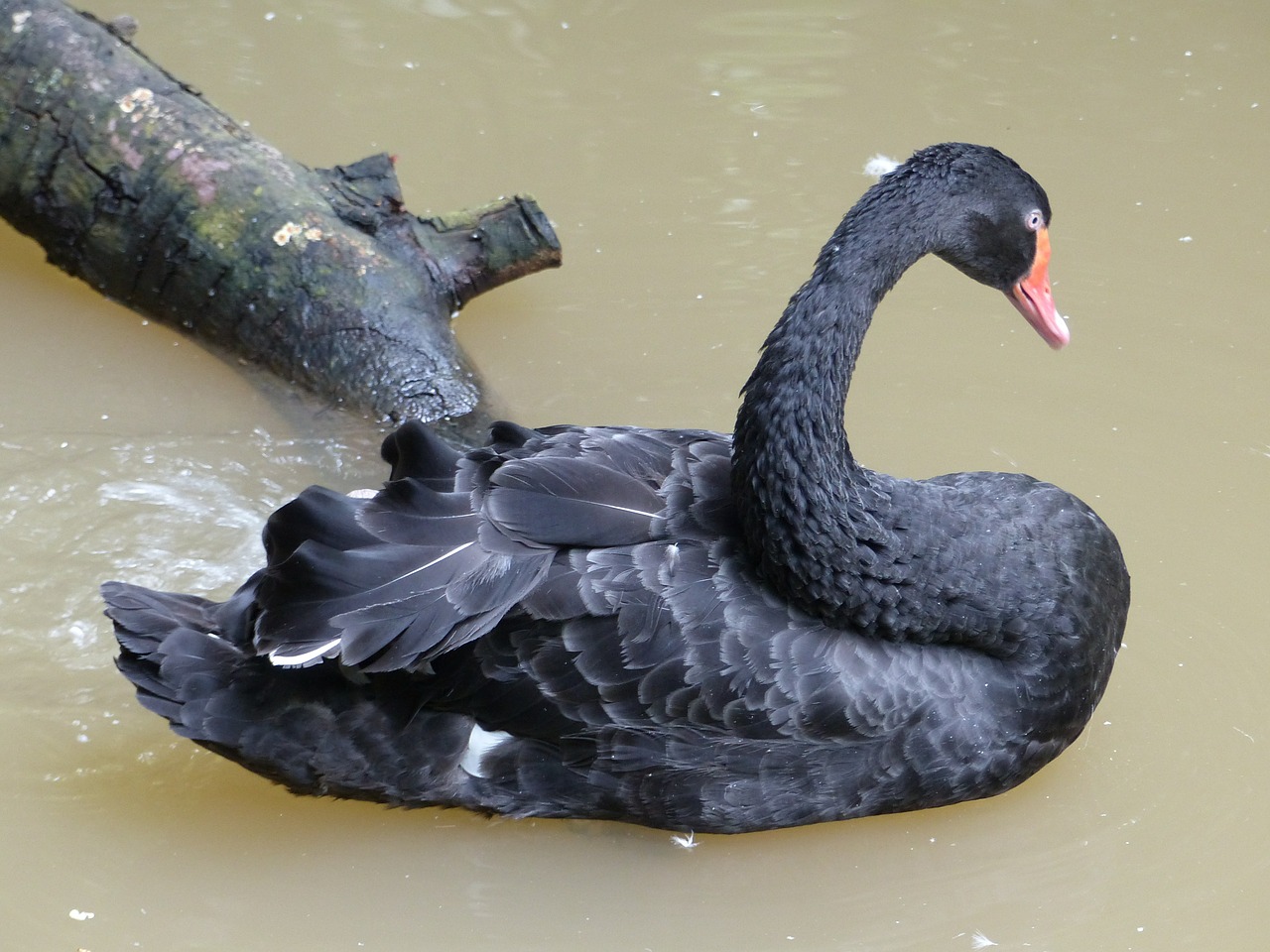 black swan bird thailand free photo