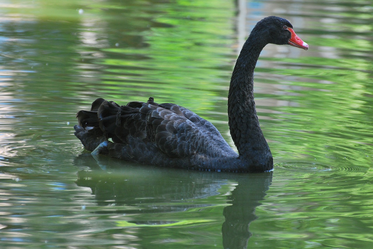 black swan black swan free photo