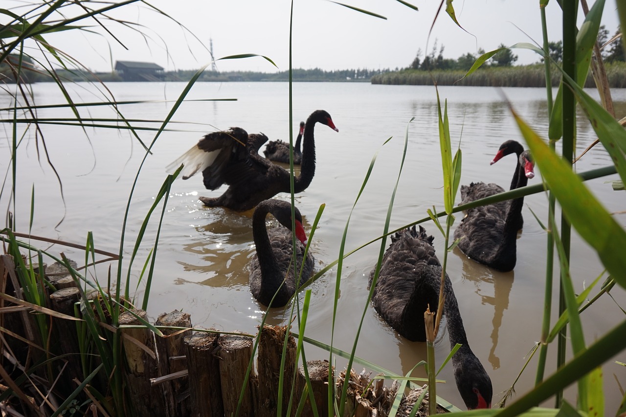 black swan fly reed free photo