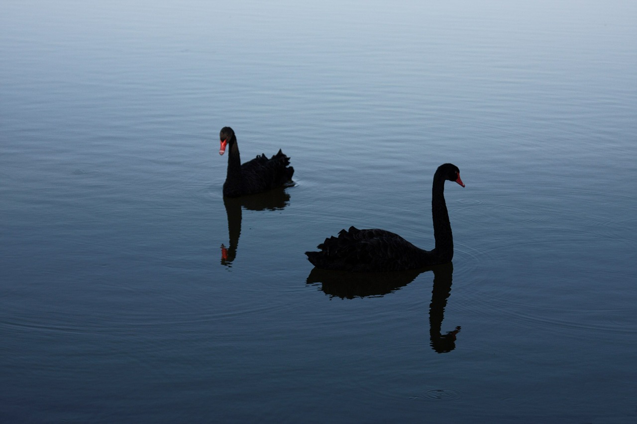 black swan rare probability free photo