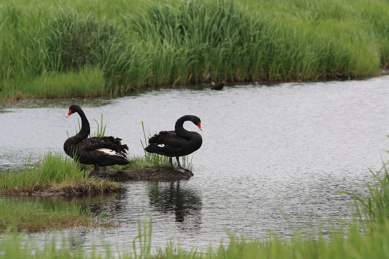 black swan bird animal free photo