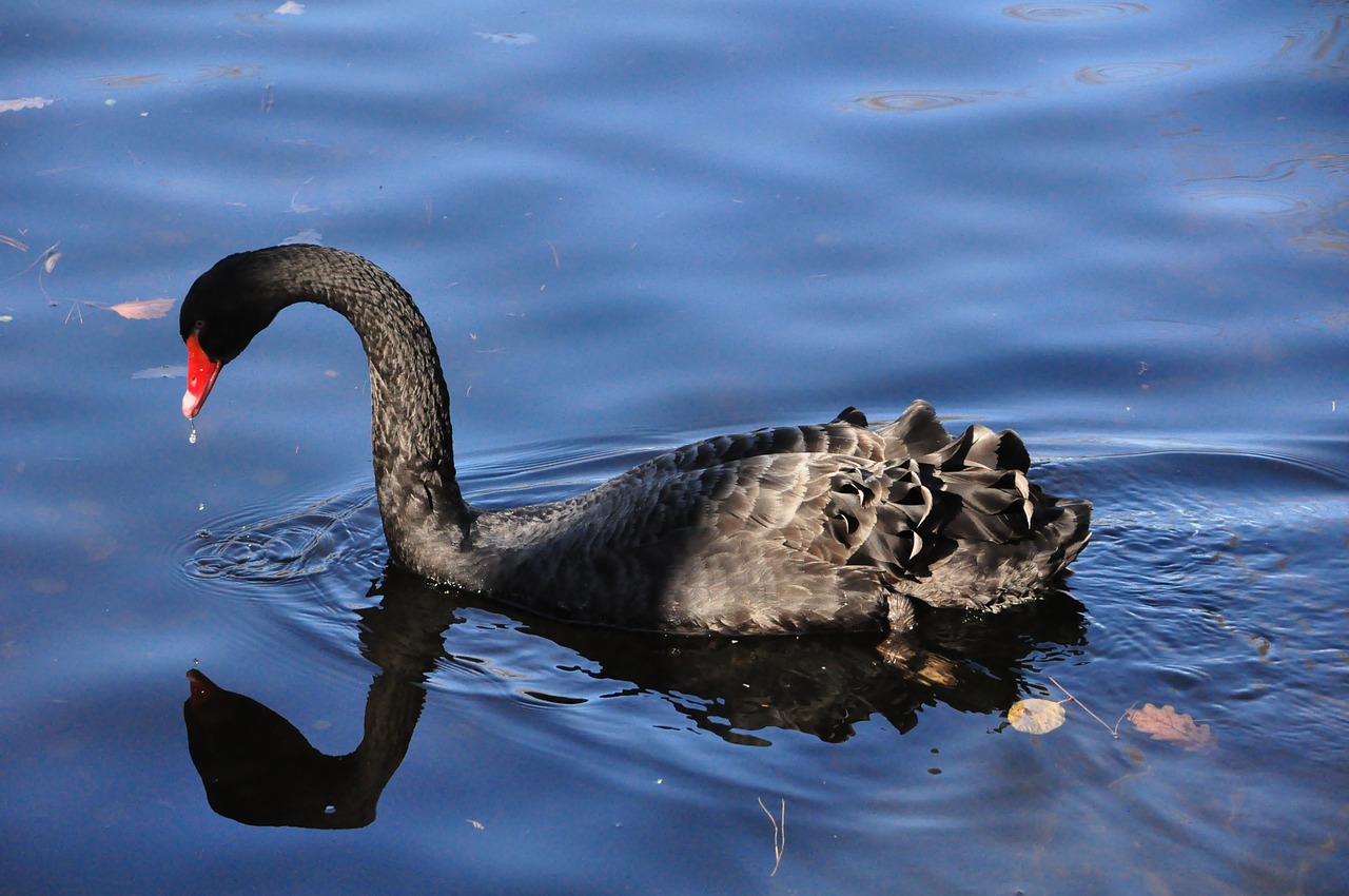 black swan ave swan free photo