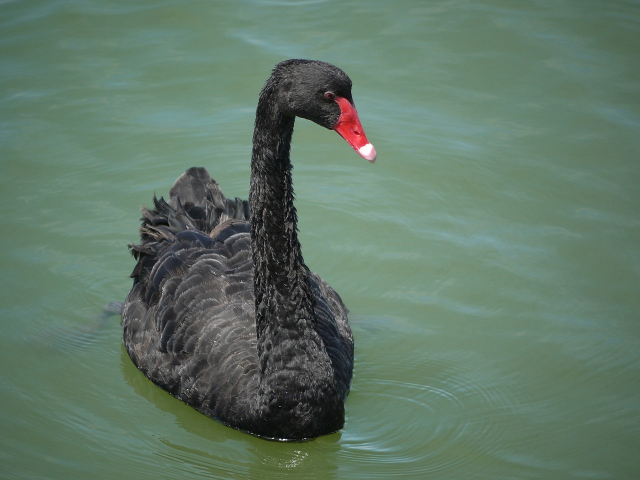 black swan au australia free photo