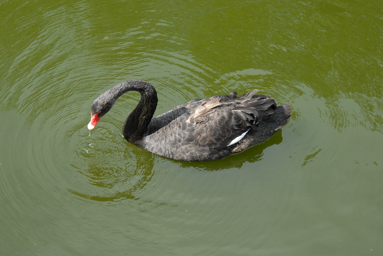 black swan swan birds free photo