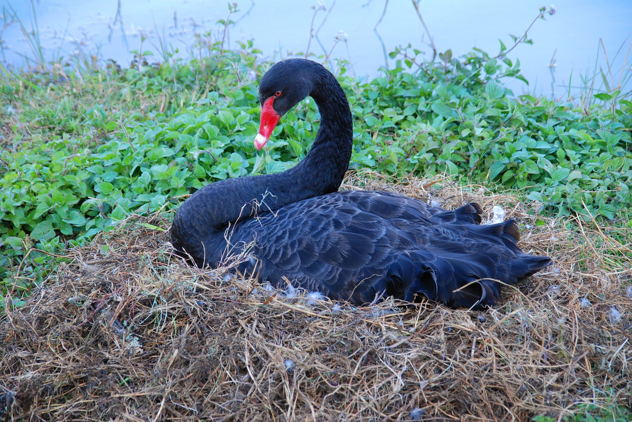 black swan water bird burma free photo