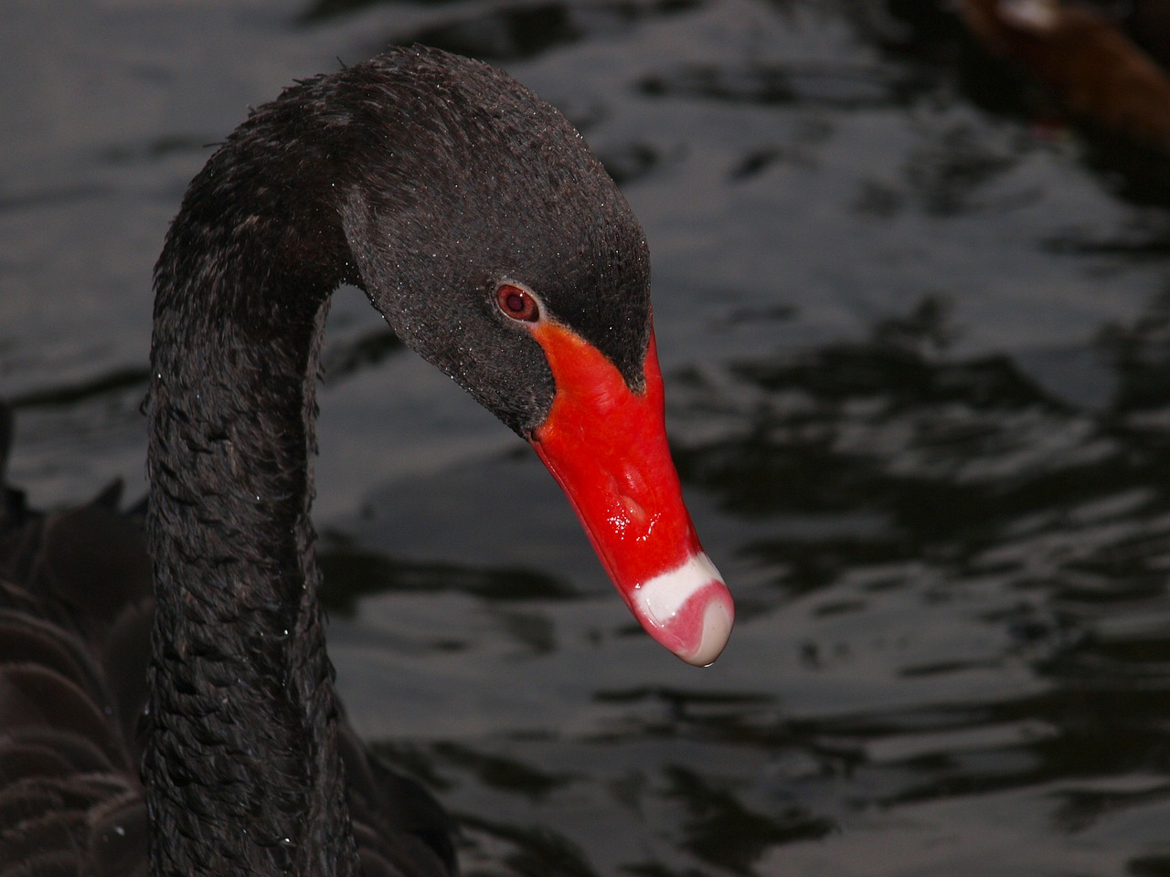 black swan swan bill free photo