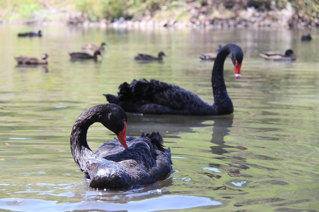 black swan mauritius park free photo