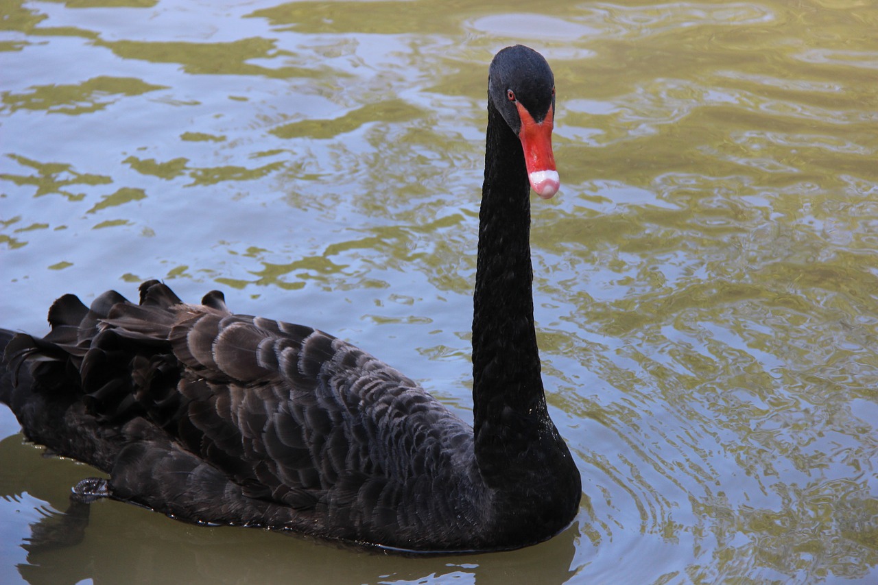 black swan mauritius park free photo