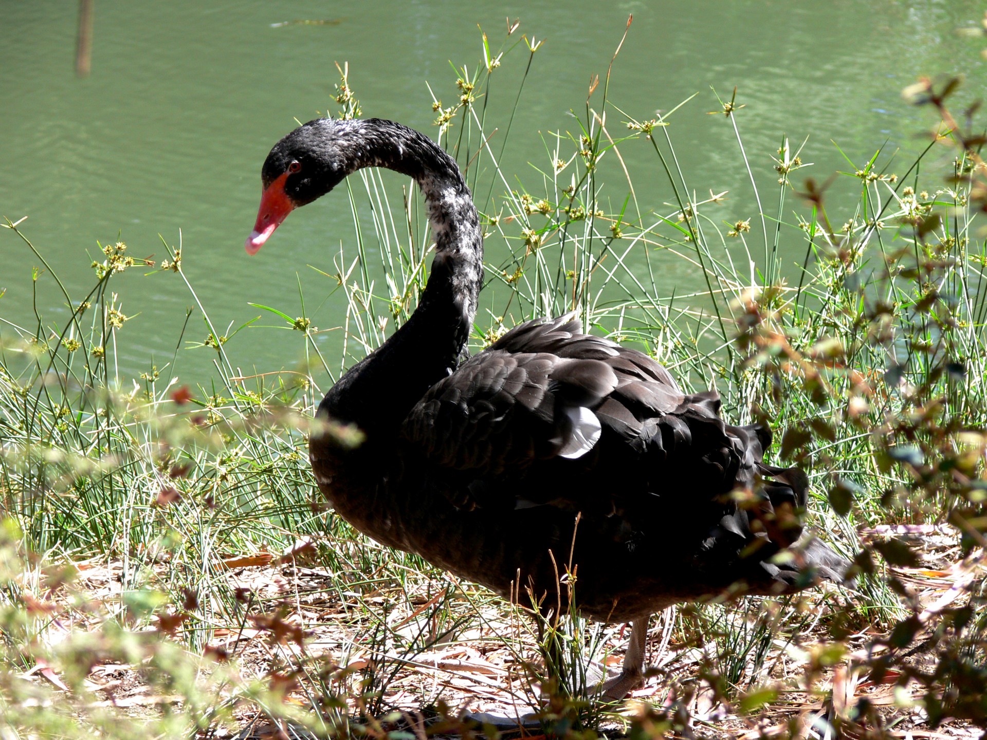 black swan bird free photo