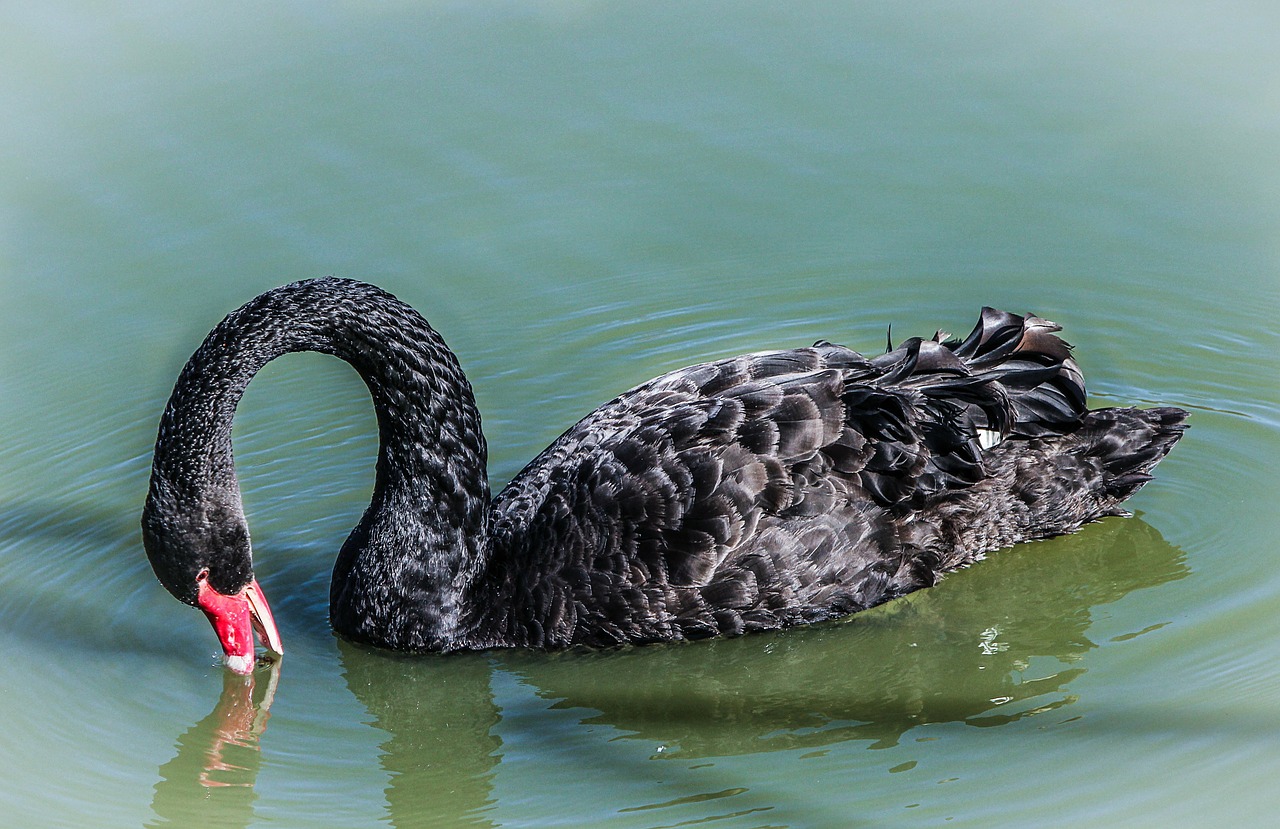 black swan feeding swan cygnus atratus free photo