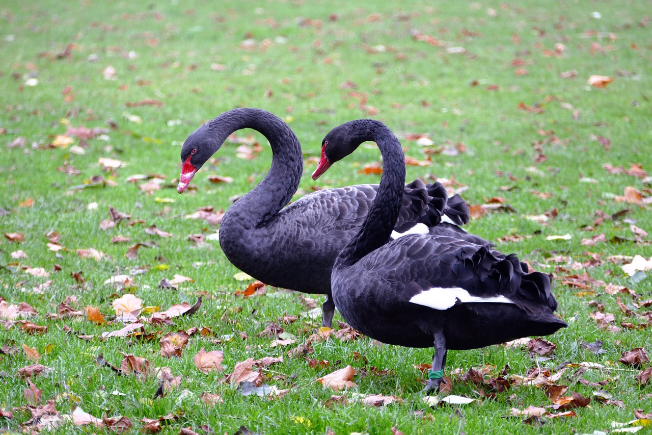 black swans swans black free photo