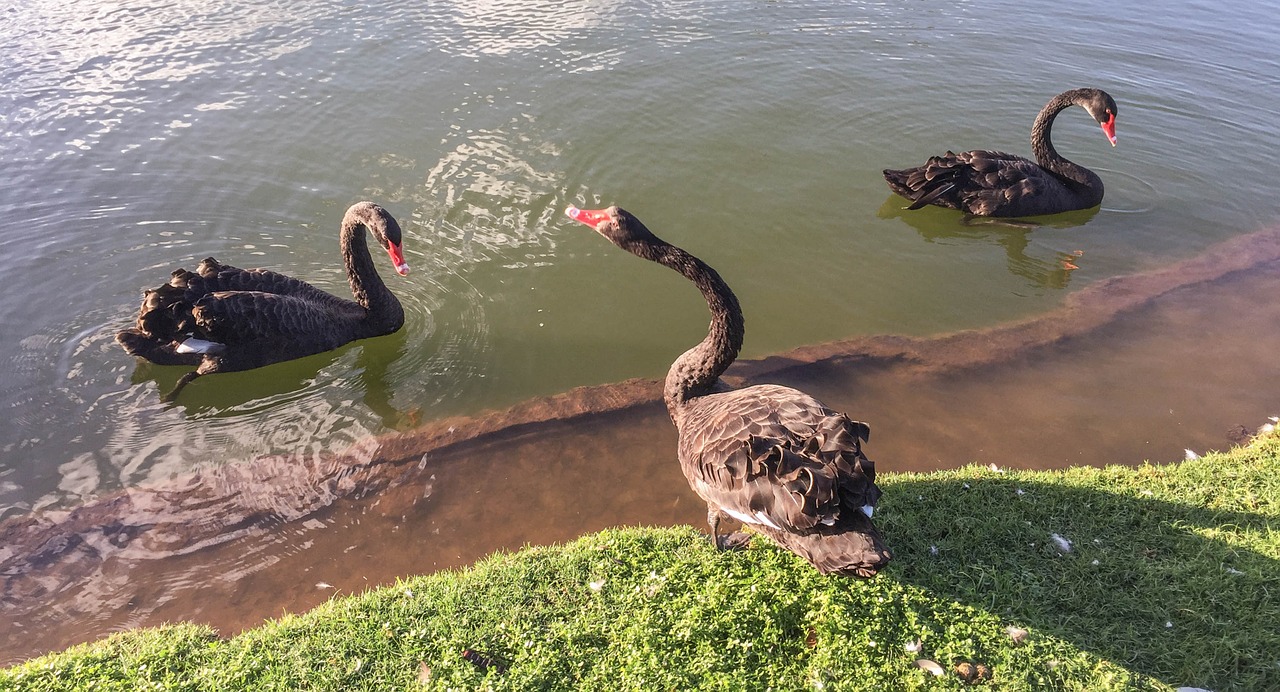 black swans pond water free photo