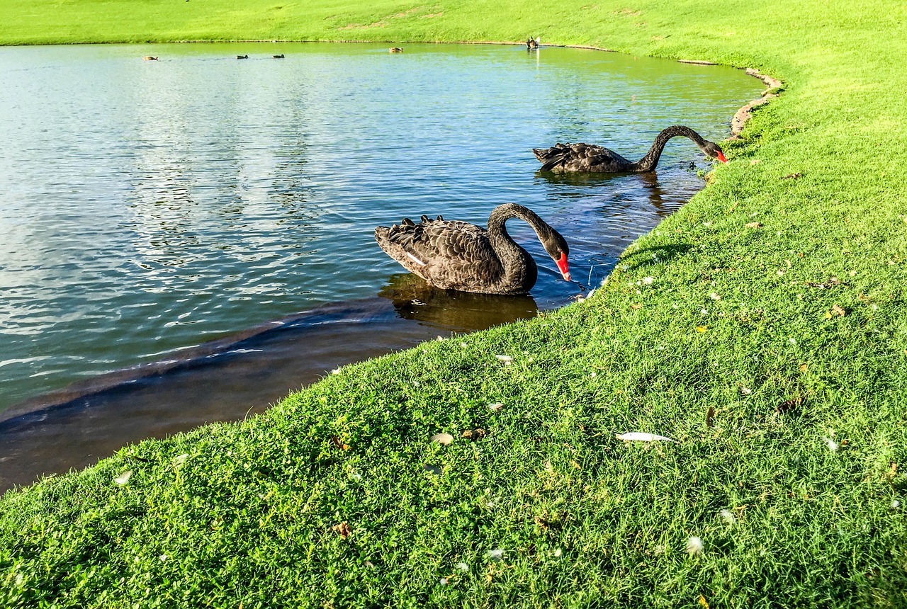 black swans pond water free photo