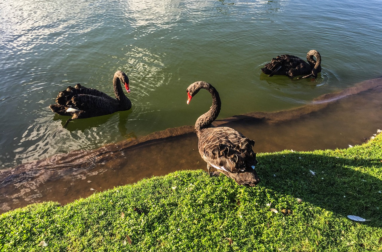 black swans pond water free photo