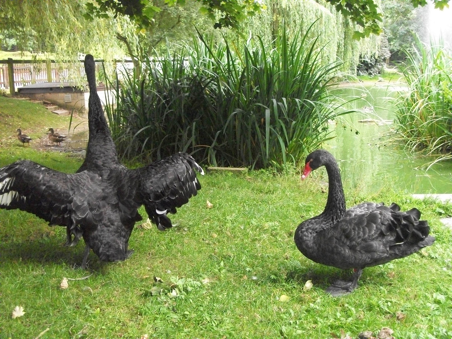 black swans swans wildlife free photo