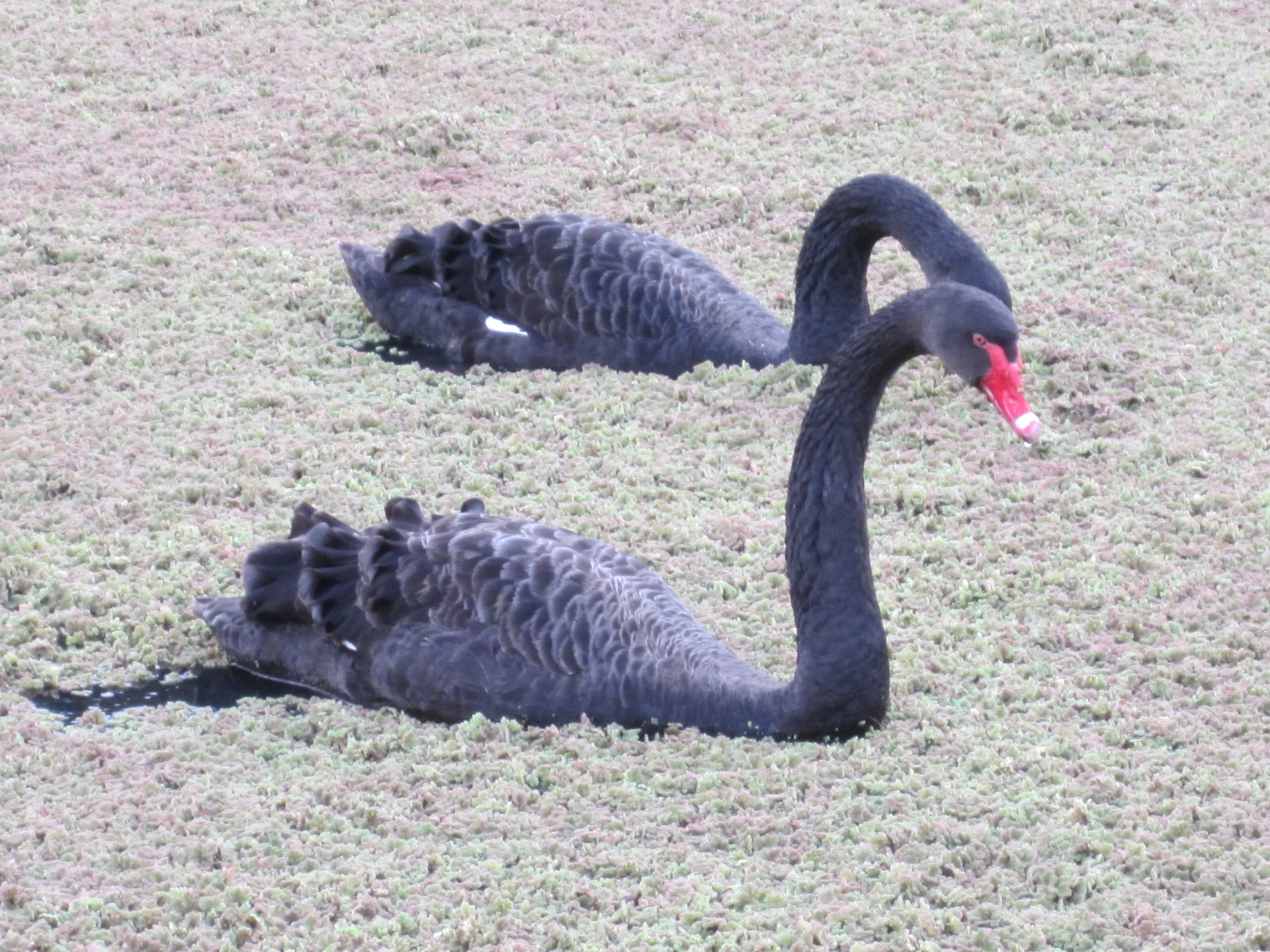 black swans swans swan free photo