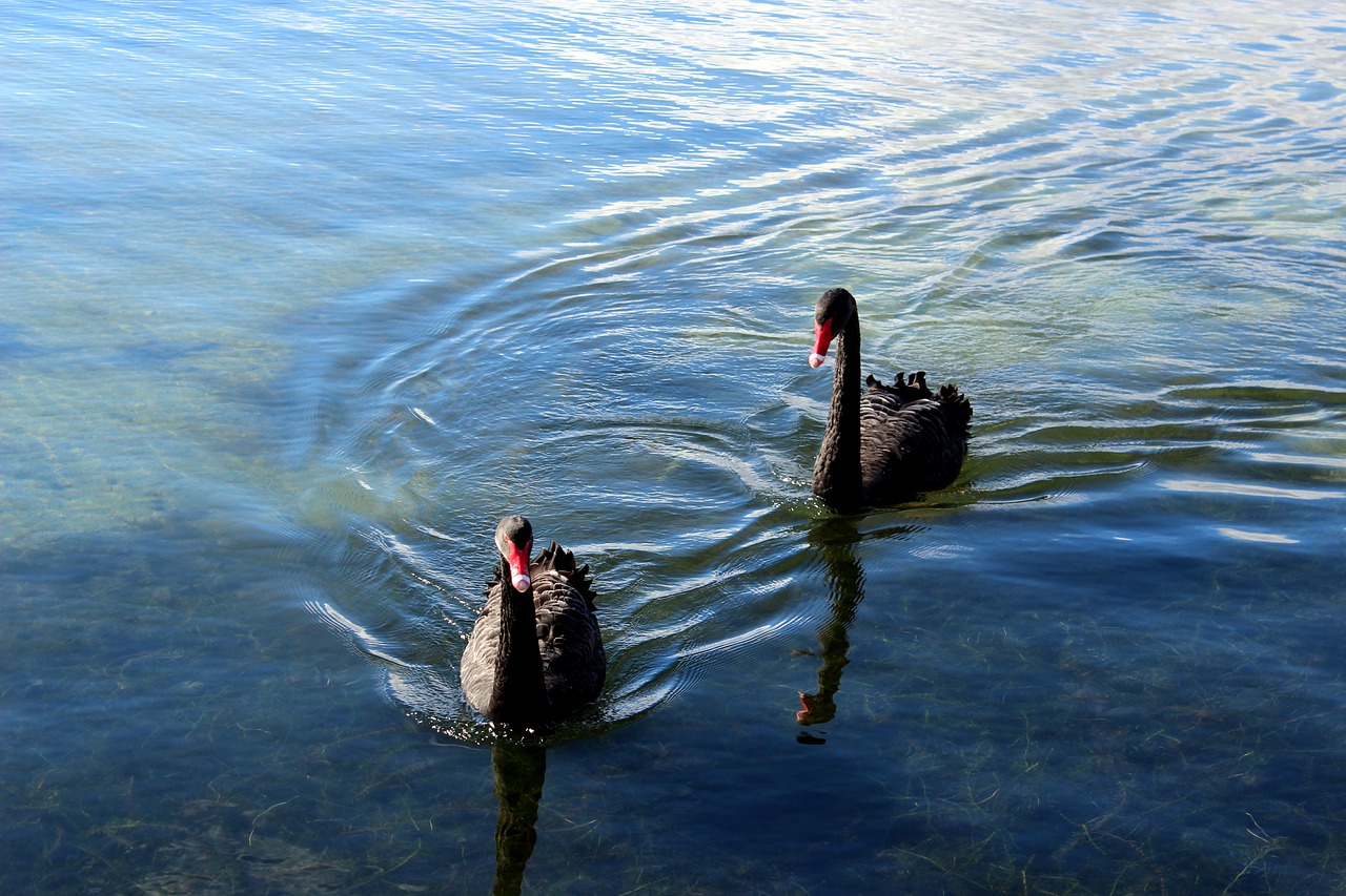 black swans swans black free photo