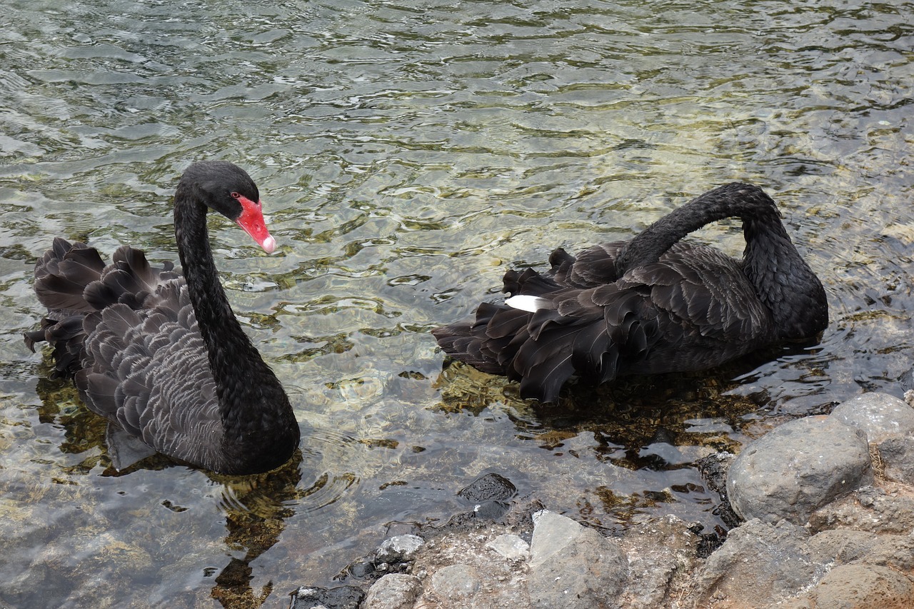 black swans lake pond free photo
