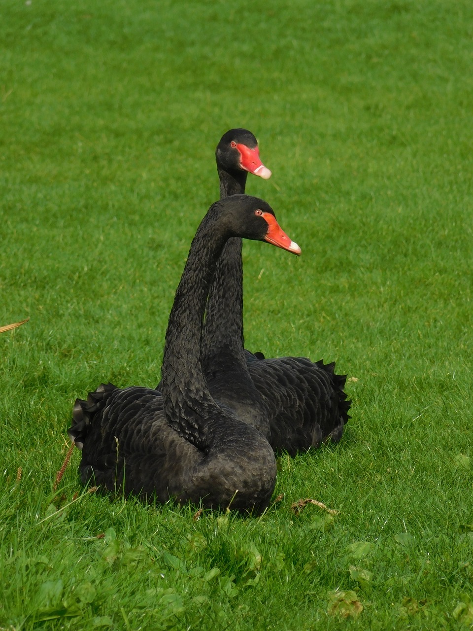 black swans black swan birds free photo