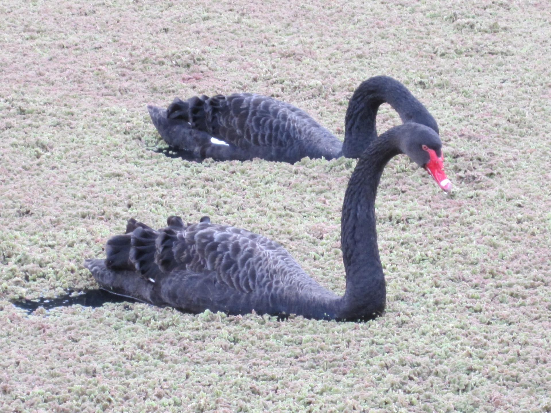 black swans swans feeding free photo