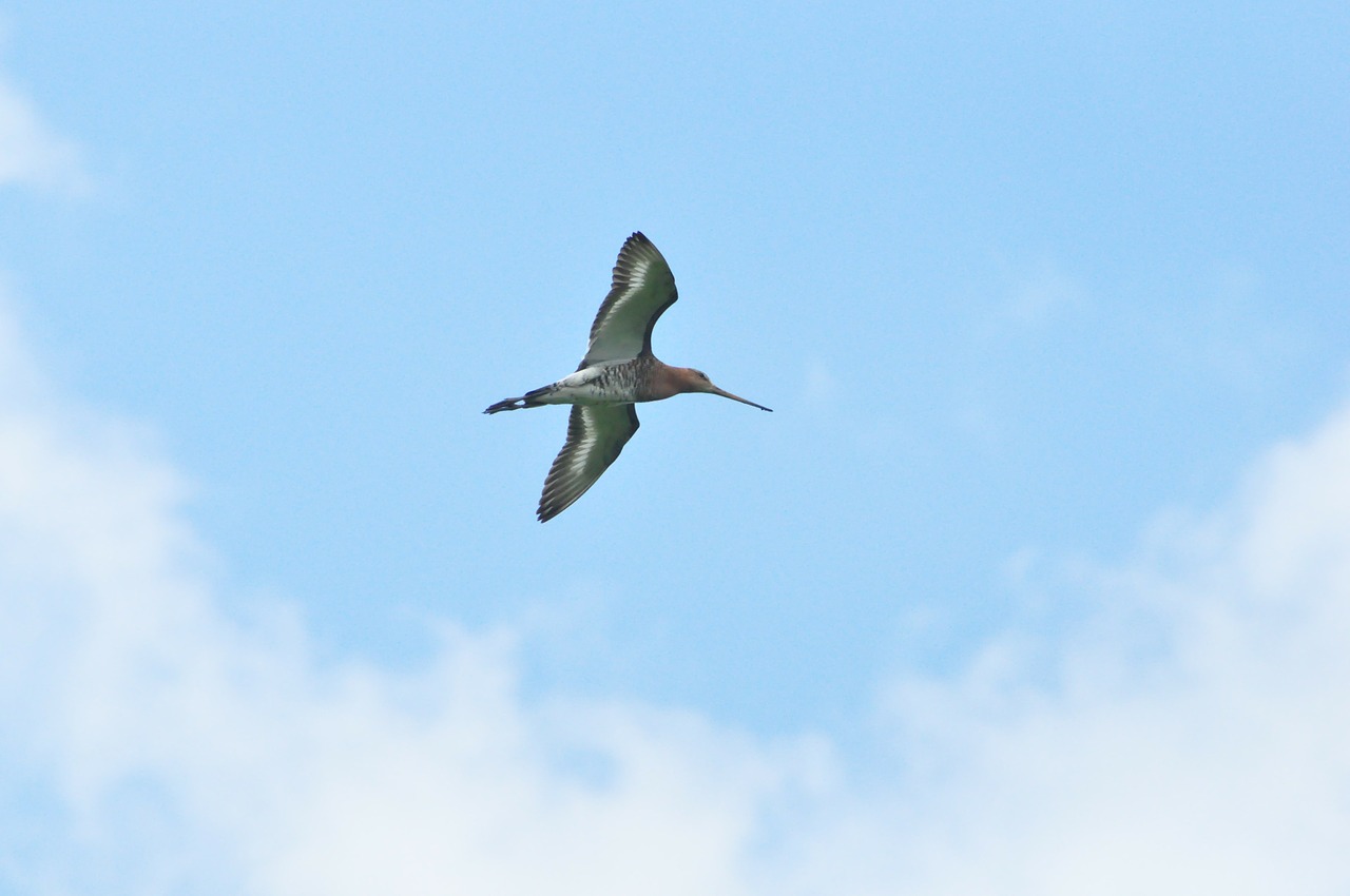 black tailed godwit bird sky free photo