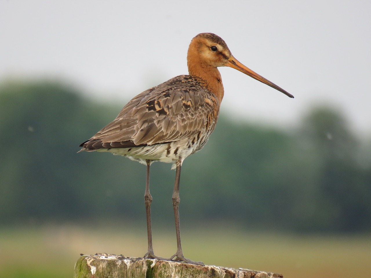 black-tailed godwit  bird  nature free photo