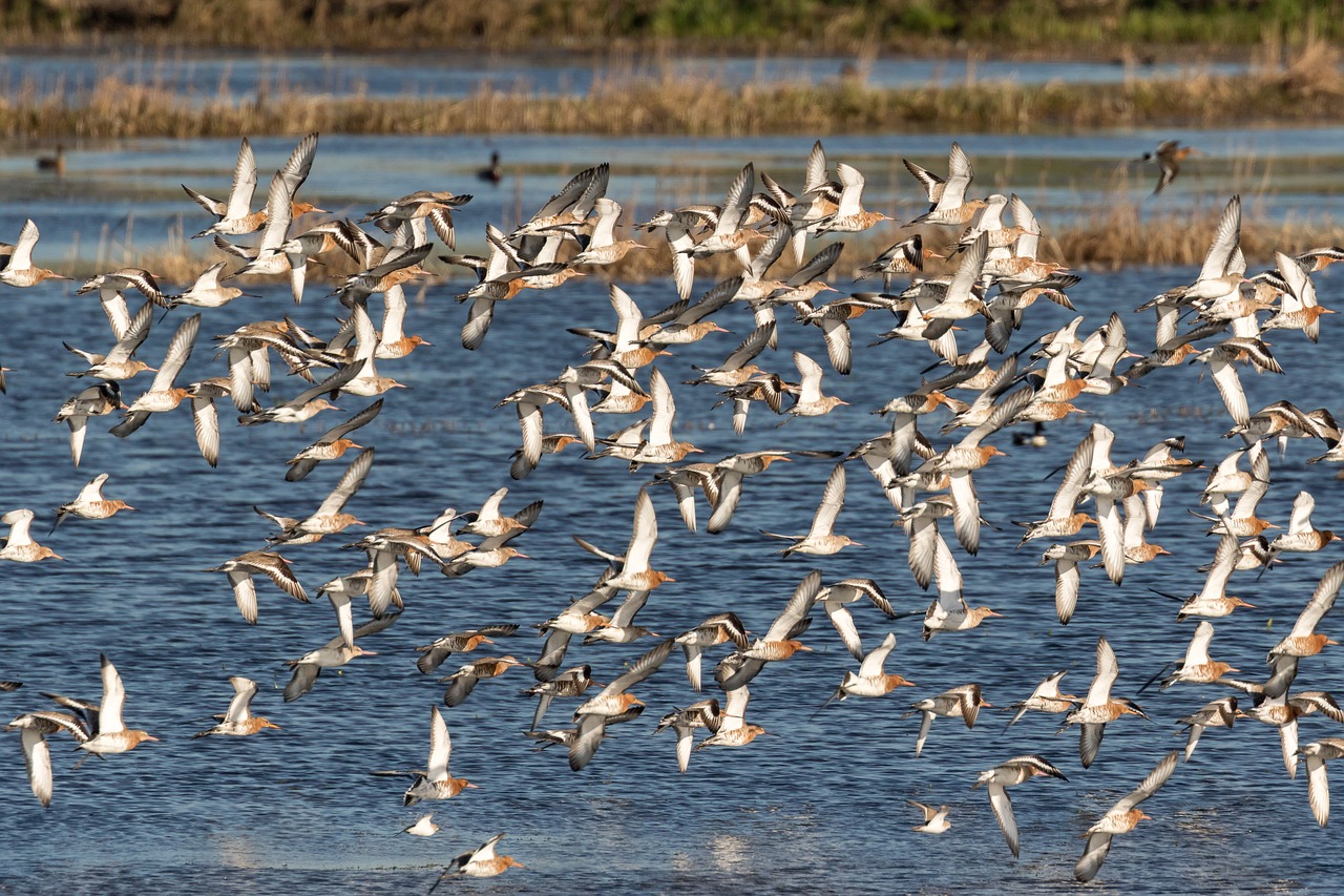 black-tailed godwit  icelandic  red light free photo