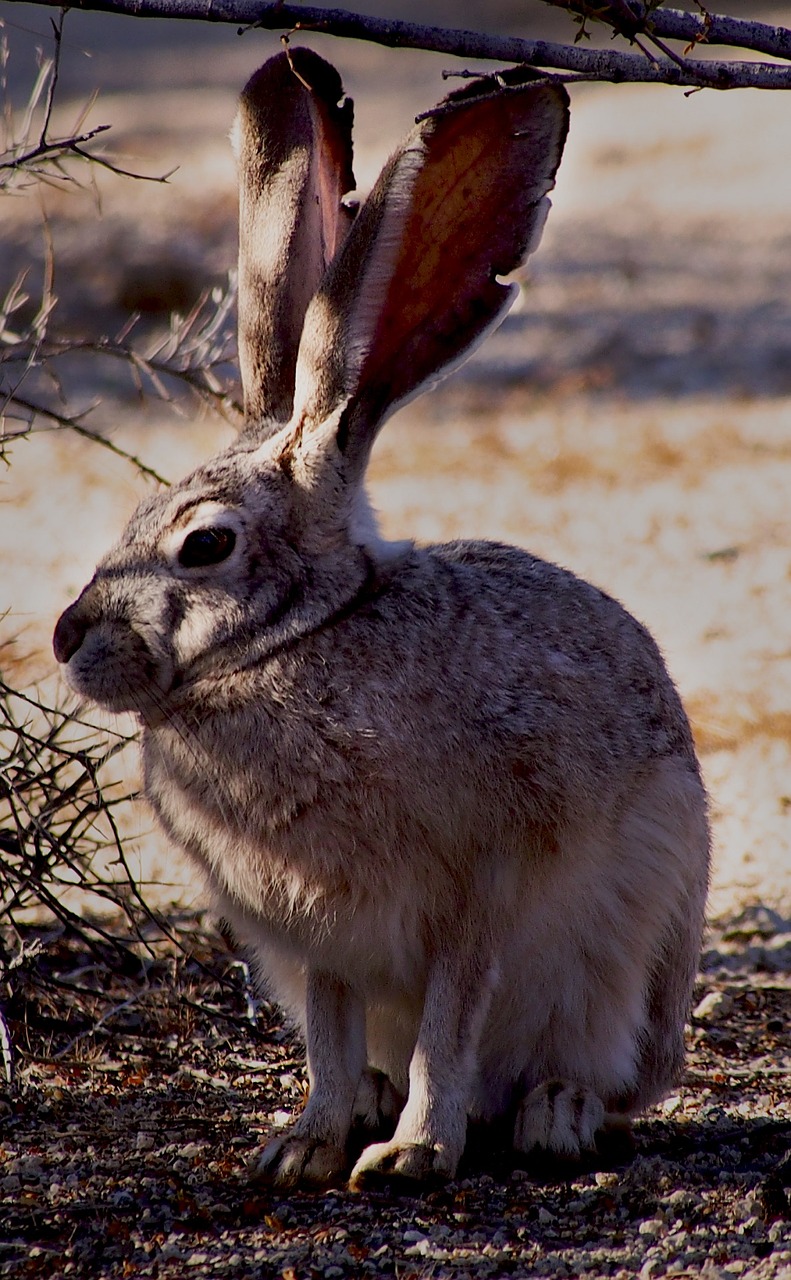 black-tailed jackrabbit bunny outdoors free photo
