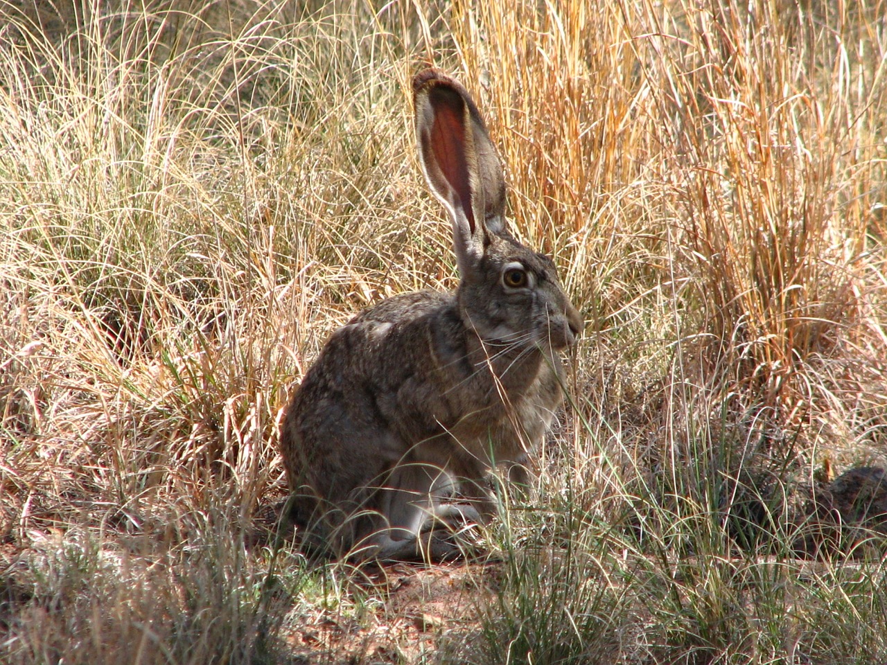 black-tailed jackrabbit rabbit bunny free photo