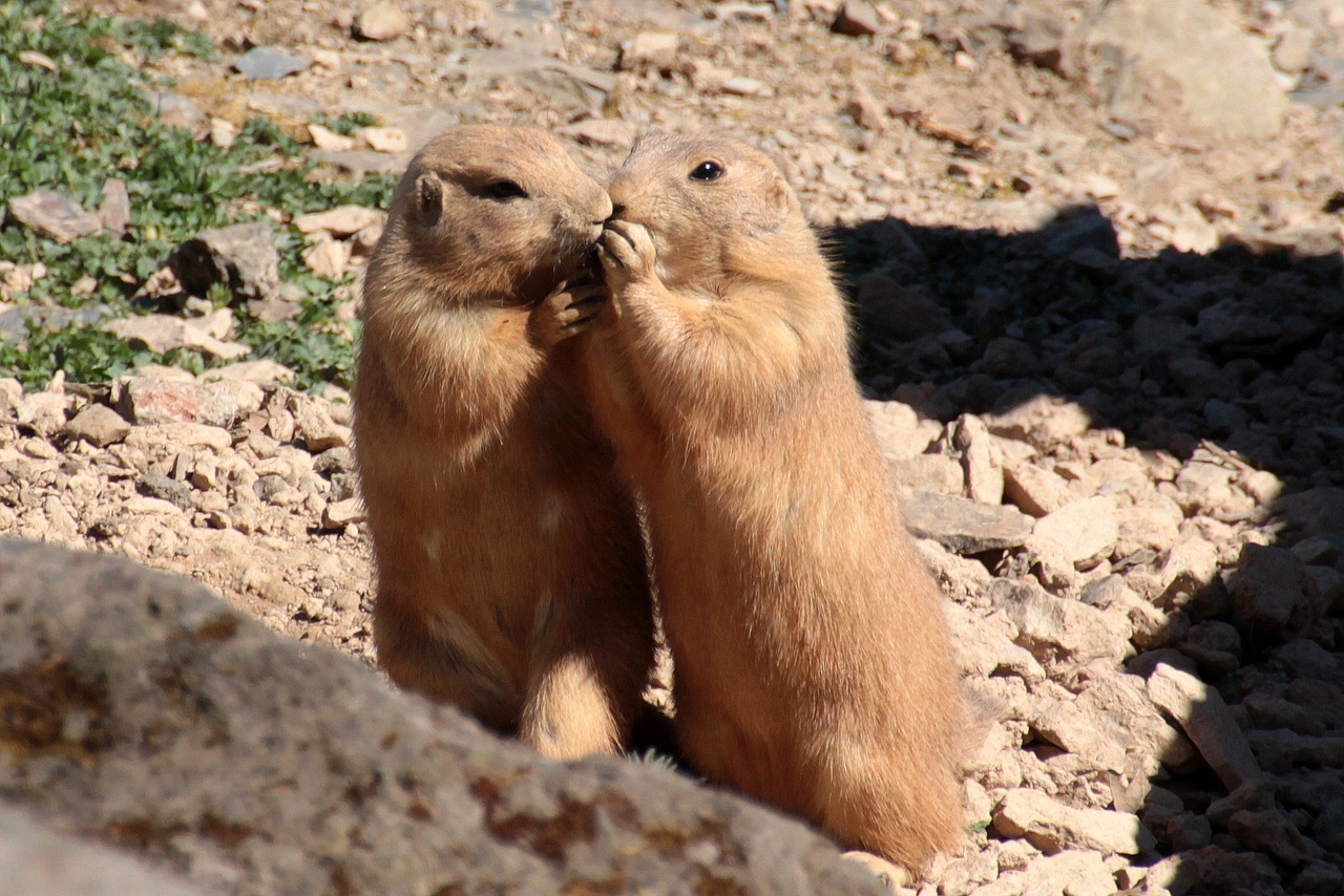 black-tailed prairie dog cynomys ludovicianus for two free photo