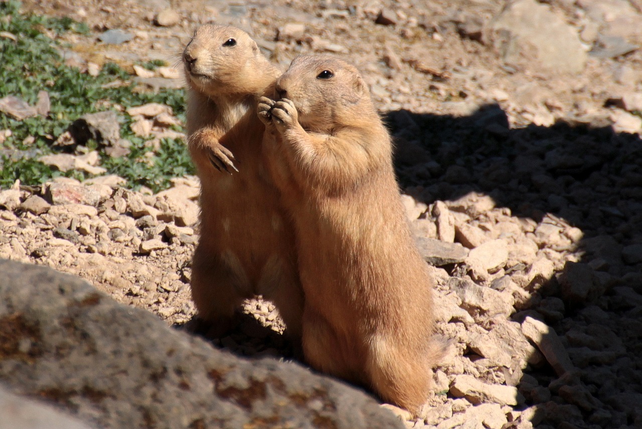 black-tailed prairie dog cynomys ludovicianus for two free photo