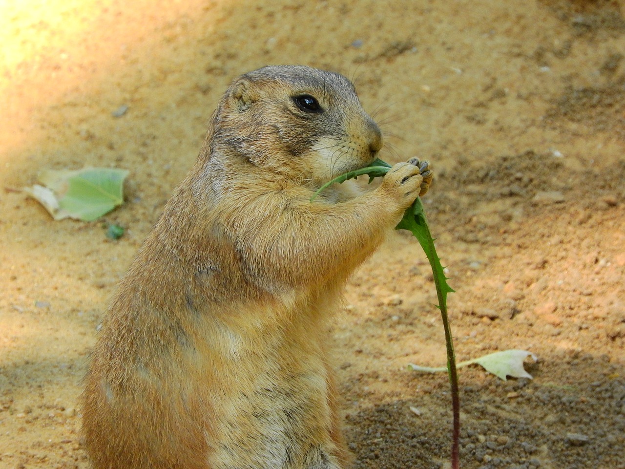 black-tailed prairie dog cynomys ludovicianus om-nom-nom free photo