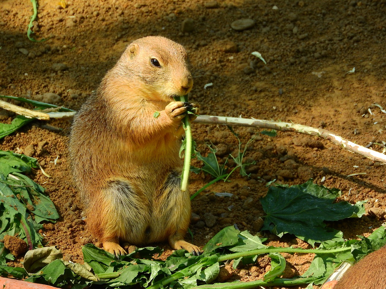 black-tailed prairie dog cynomys ludovicianus om-nom-nom free photo