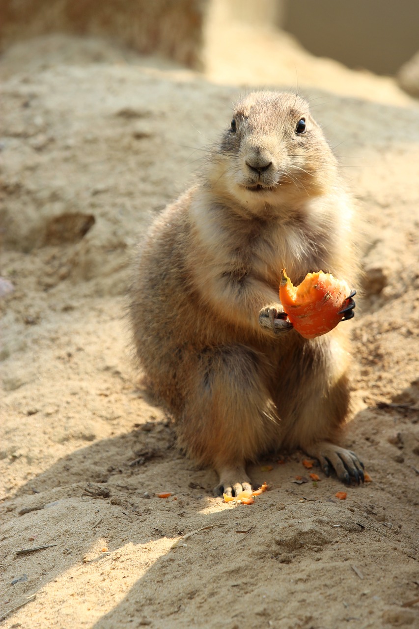 black-tailed prairie dog  nature  cute free photo