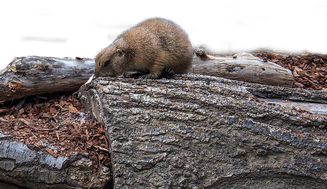 black-tailed prairie dog cynomys ludovicianus croissant free photo