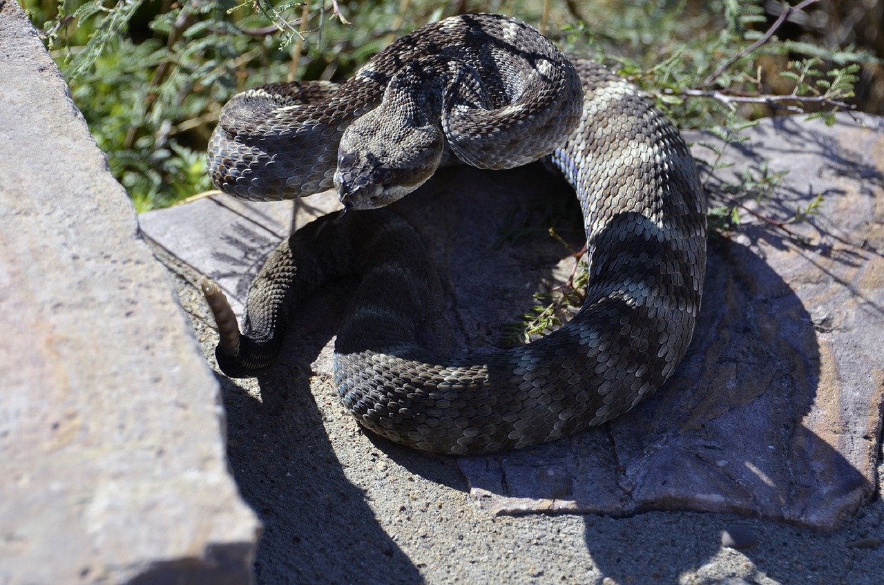 black-tailed rattlesnake coiled reptile free photo