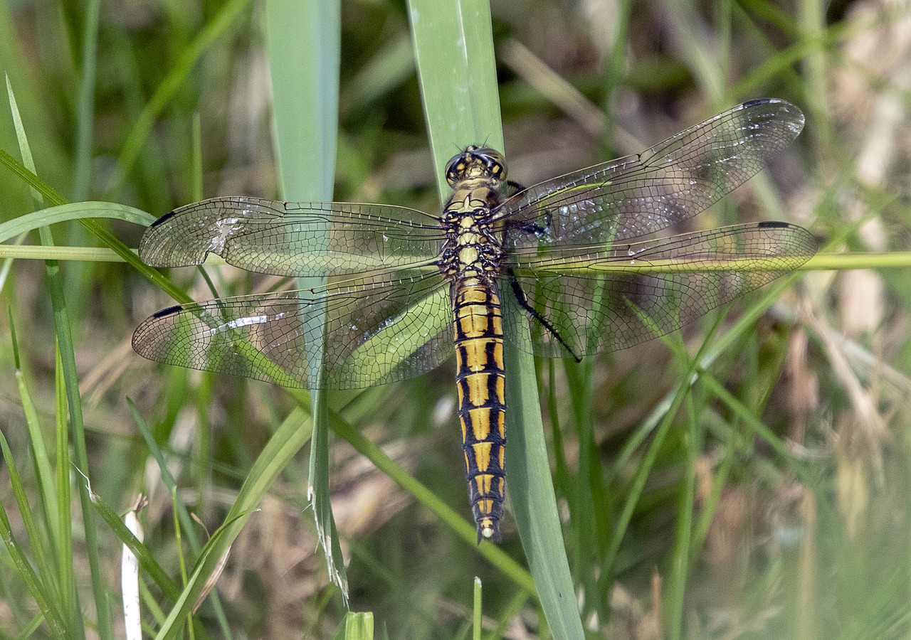 black tailed skimmer  female  dragonfly free photo