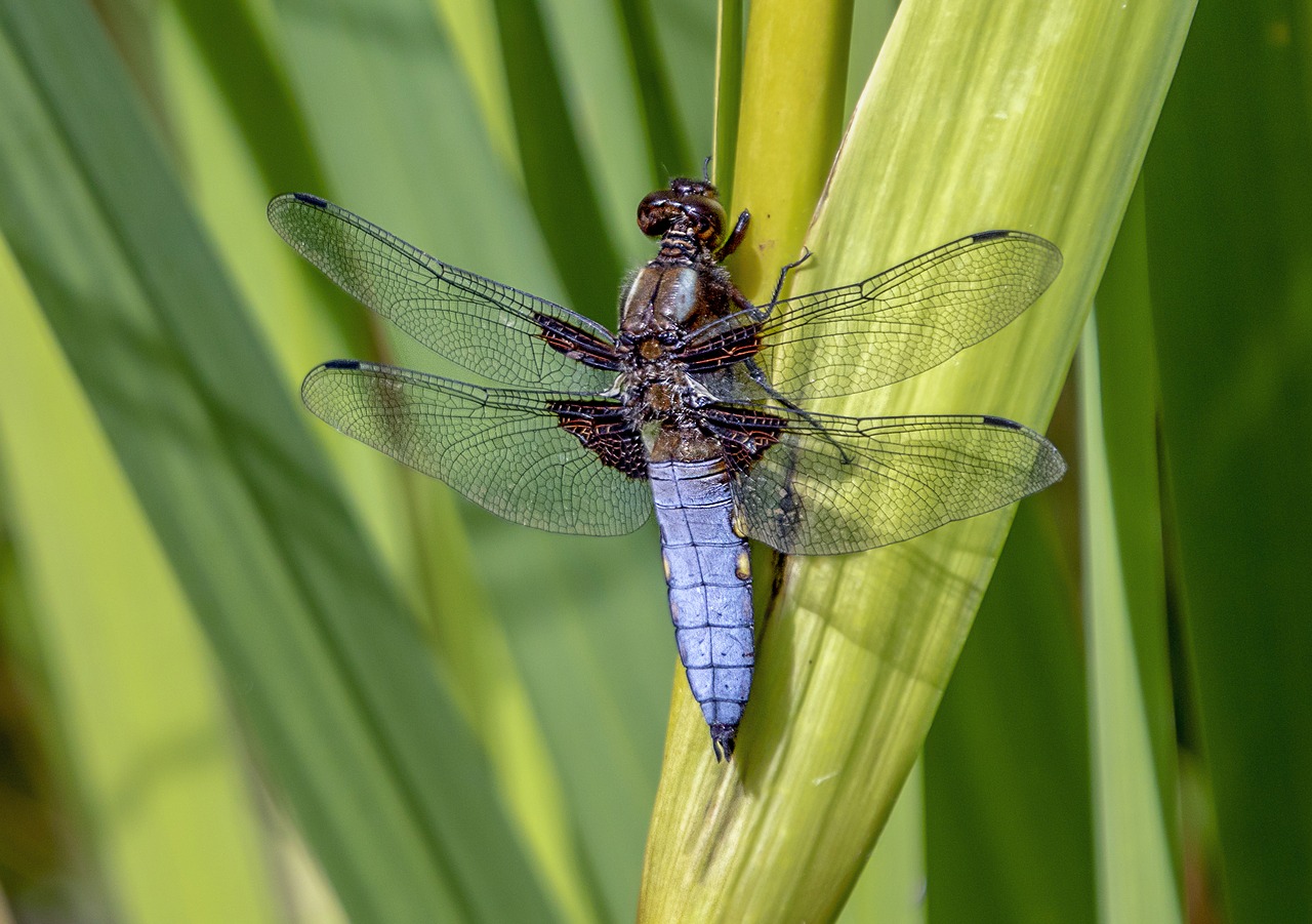 black tailed skimmer  male  dragonfly free photo